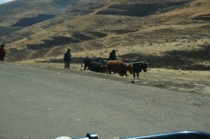 Ploughing with Cattle