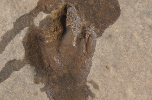 3-toed dinosaur footprint - really!