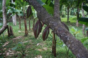 Cocoa pods