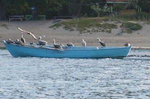 Pelicans Liming!