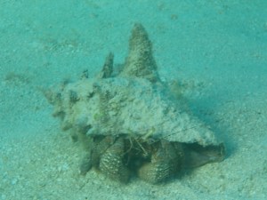 Conch shell with new tenant