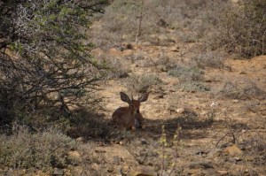 Steenbok